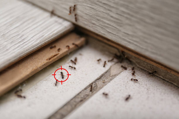 Best Best Pest Control Companies  in Potomac Park, CA