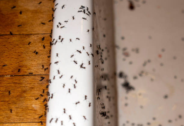 Best Insect Control  in Potomac Park, CA